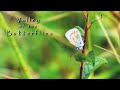 Valley of the butterflies