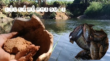 Câu cá rô phi tự nhiên bằng mồi giun đất và cám gà con