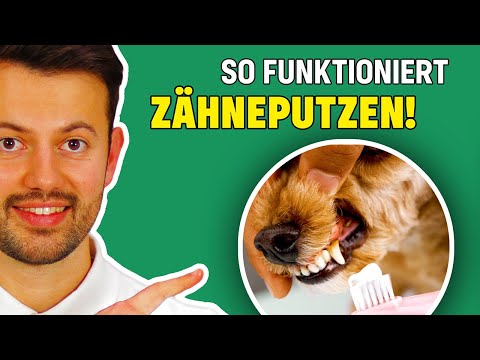 Video: 8 Gründe, warum Sie die Zähne Ihres Hundes reinigen lassen sollten