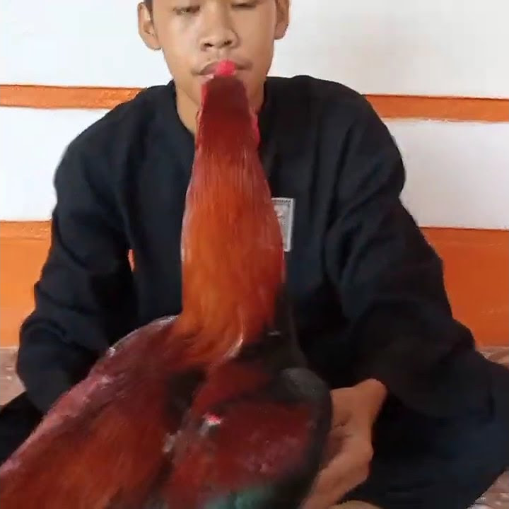 Contoh Ayam jago buat pengesahan Psht