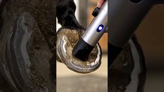 Electric Hoof Cleaning & Trimming | Oddly Satisfying ASMR Sounds
