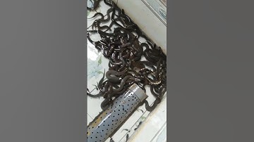 Minh LÝ TV vô mồi cho rắn ri voi lứa