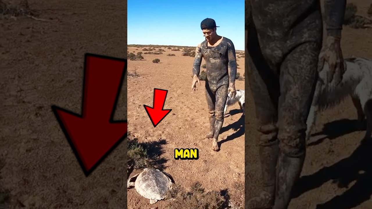 Guy Saves Poor Sea Turtle ❤️