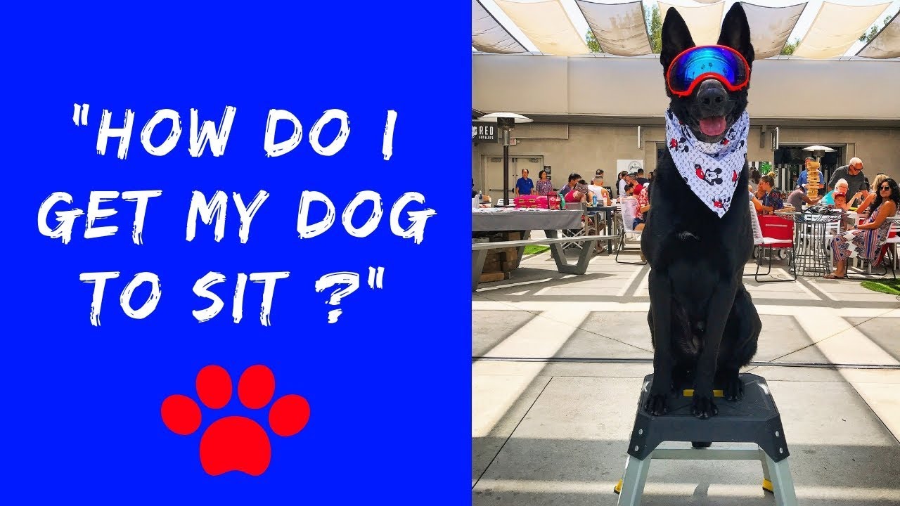 How To Get A Dog To Sit & Stay In Public / Dog Training 101 Basic