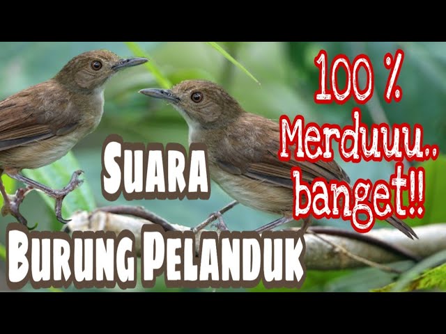 Merdunya suara burung pelanduk class=