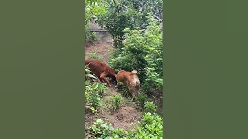 Hmong Coc Dog Hunting Snakes - Native Hmong Coc Dog #shorts