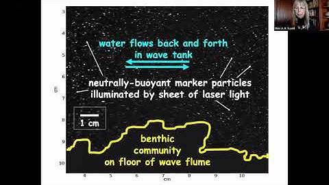 Locomoting in a turbulent environment: Ways to study microscale processes: Mimi Koehl