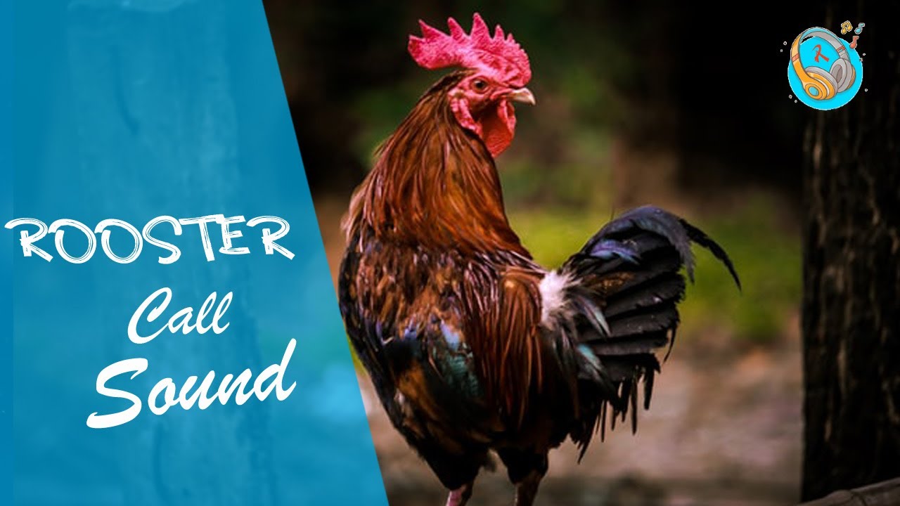 Rooster Call Sound Rooster Crowing Sound (sound effects no copyright