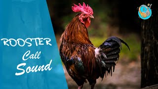 Rooster Call Sound |Rooster Crowing Sound (sound effects no copyright ) screenshot 5