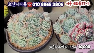 대품 라즈베리아이스 분간이해요 ~~Repotting raspberryice #라즈베리아이스 #분간이#koreansucculent #raspberryice