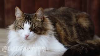 World beautiful cats|| world beautiful animals # beauty of word creation|| cats video for child||