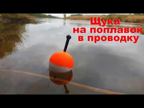 Хищный Поплавок На Реке. Ловля Щуки На Поплавок Осенью. Щука На Поплавок.