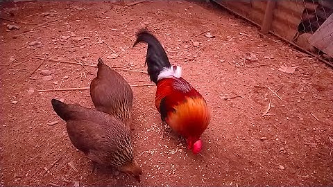 3/12/2022yuav ua cas thiaj yuav tau tus qaib cuab tuaj