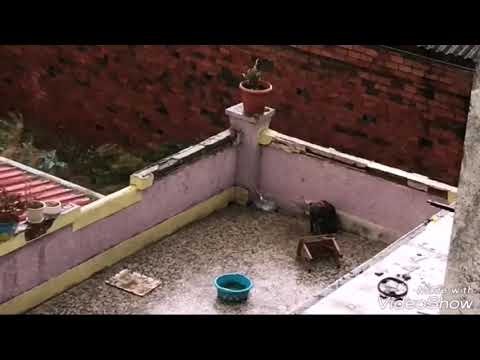 Rescatan a dos perros en malas condiciones en Lugo