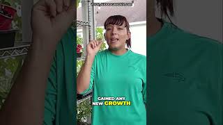 Mastering the Art of Growing Brassicas: Tips and Tricks for a Bountiful Harvest