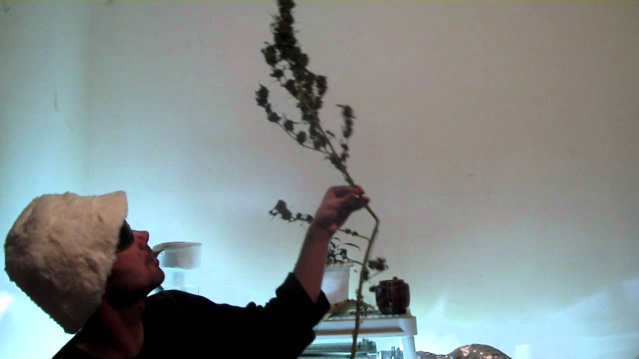 Ganja Creator TV Episode 002:Eat 20 Grams of Ganja