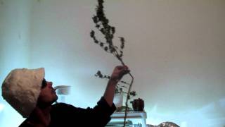 Ganja Creator TV Episode 002:Eat 20 Grams of Ganja