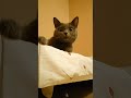 Добрый кот Саймон#СтёпкаТольятти#кот#котики