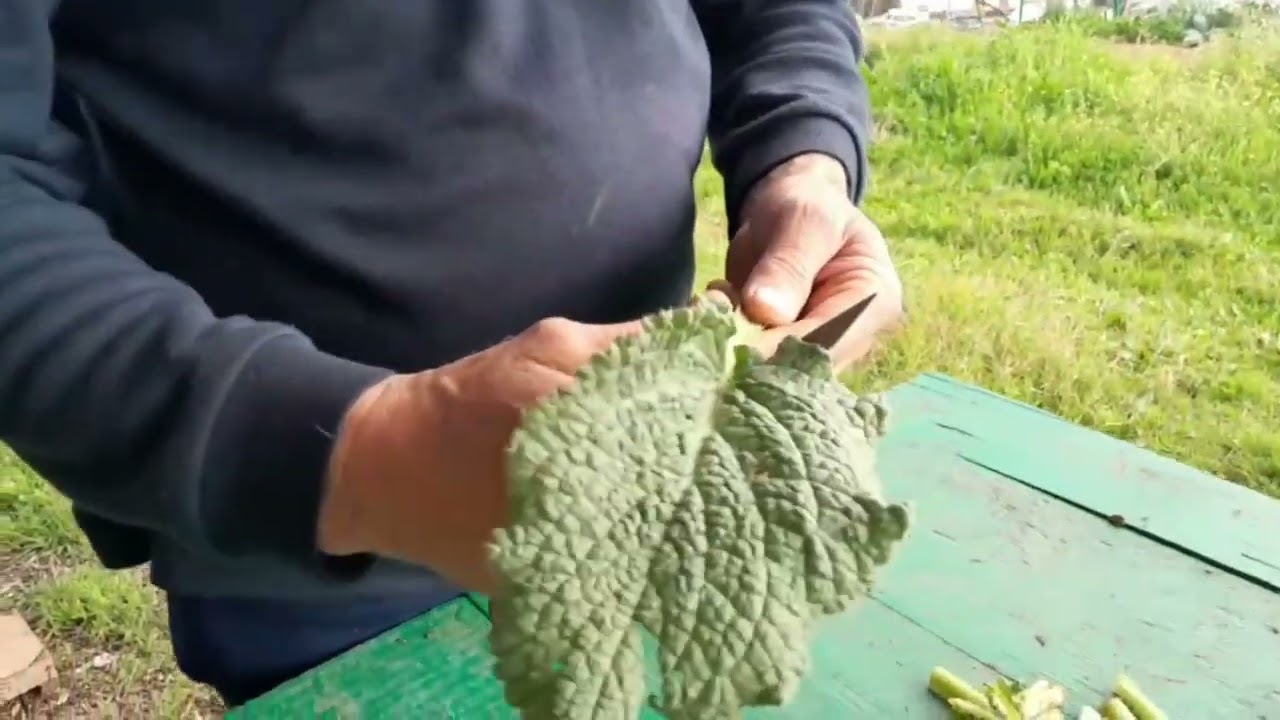 2025. Plantas silvestres. Borrajas