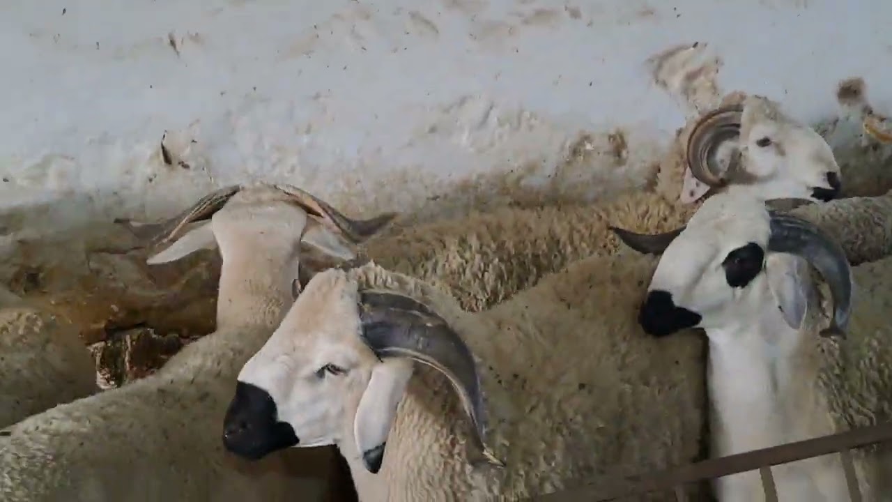 سلام عليكم جناكم بهاد سلعة حولي صردي للبيع لمهتم تواصل معي على رقم هاتف أو  وتساب 0719613021