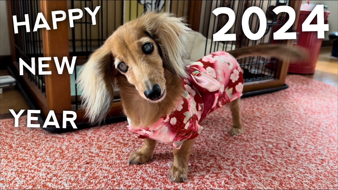 シンクビー ミニチュアダックスフンド MOMOちゃん