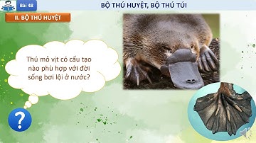 Sinh học 7 Bài 48  Đa dạng của lớp thú, bộ thú huyệt và bộ thú túi