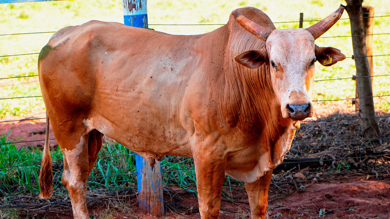 JOGO BRUTO: o touro que os cowboys NÃO gostam de montar