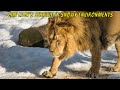 Can lions survive in snowy environments explained