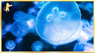 Breathtaking Jellyfish Aquarium ~ Relaxing Music for Sleep, Meditation \u0026 Yoga • 3 HOURS