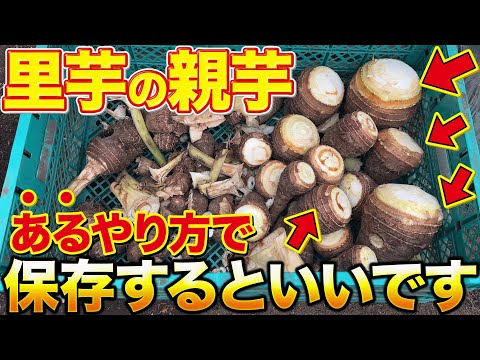 里芋※購入されないようご注意ください sddefault.jpg