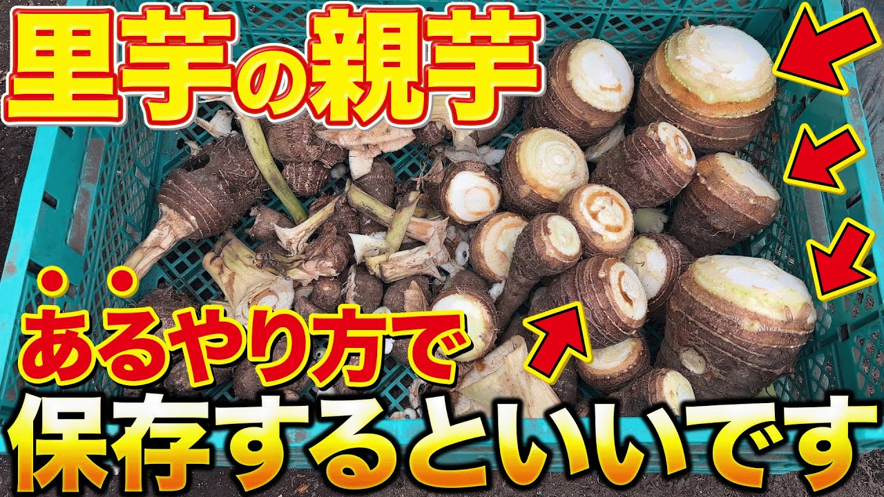 里芋※購入されないようご注意ください エコライフ 国産粗むき里芋 250g（エコライフコーポレーション
