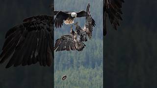 When Eagles Attack - Young Bird Tries to Steal from Older Bird
This is a short clip from a longer video. The full
Version is unbelievable. When Eagles Attack - Young Bird Tries to Steal from Older Bird