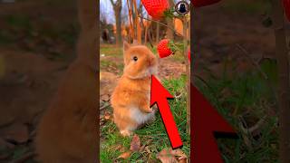 TOP 5 CUTE ANIMALS THAT CAN KILL YOU! 😱🐾