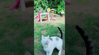 Kicia #zwierzaki #funny #cute #sweetpet #pets #puppylove #cat #jump #kociaki