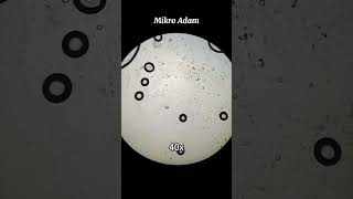 Sizce Enerji Içecekleri Enerji Verir Mi?