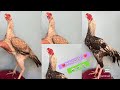 Quality Parrot Beak Hens | 8639717935 | Long Tail Hens | Video 2638 | Rythu Market 2