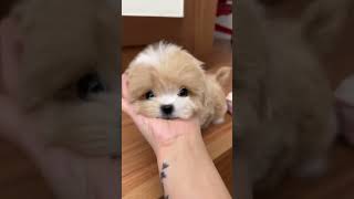 Корейский парень мальтипу #мальтипу