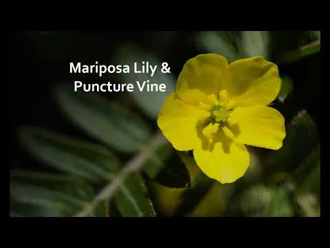 Video: Mariposa Lily Care - Informationen über Calochortus-Lilienpflanzen