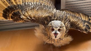 Angry? No, he's Happy! by GEN3 OWL CHANNEL 900,868 views 1 year ago 3 minutes