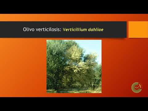 Video: Kontrolli i Verticillium Verticillium Verticillium Verticillium Verticillium Verticillium Verticillium Verticillium Verticilium