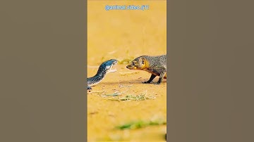 #ai #animal #video #youtubeshorts #snake 🐍vs # mongoose  #fight #video #shorts