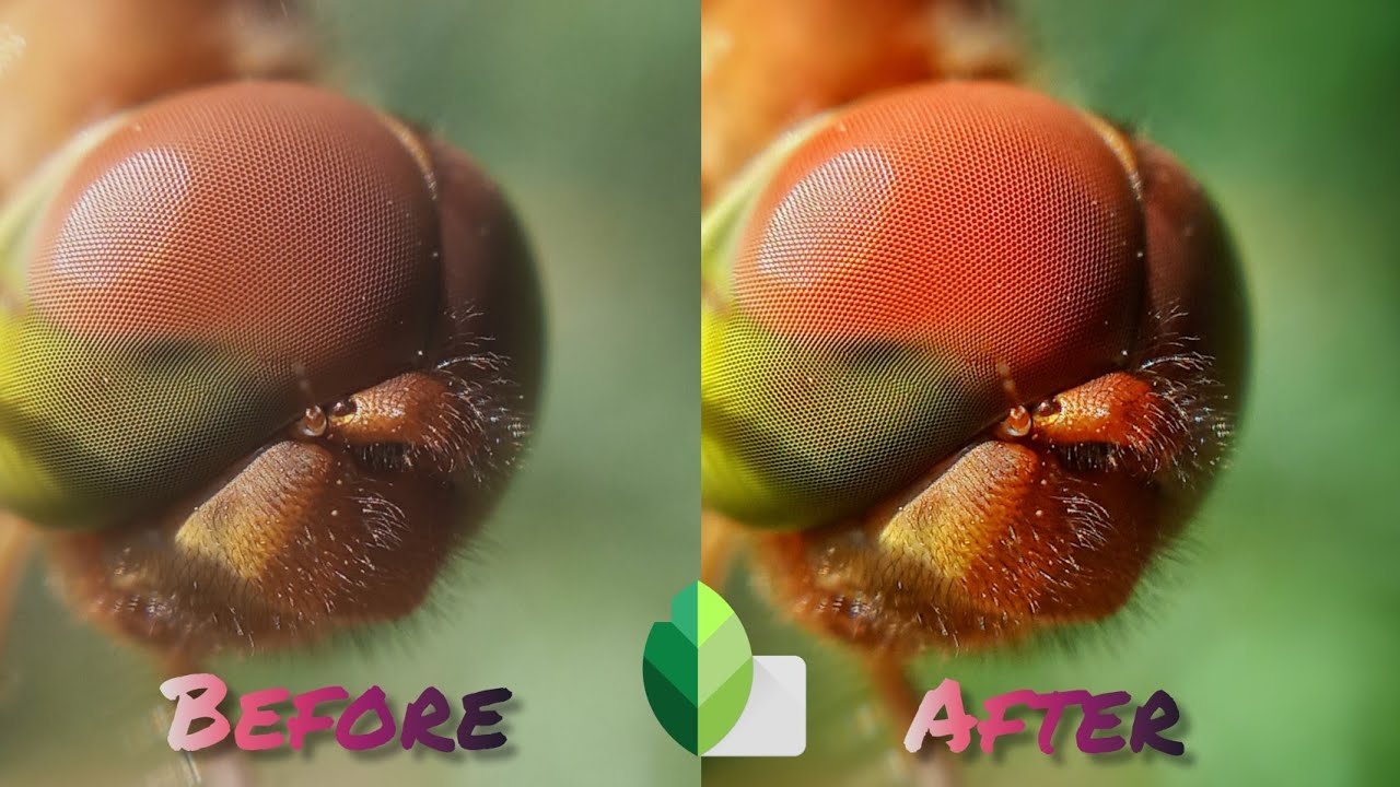 HOW TO EDIT MACRO PHOTO ON SNAPSEED (ANDROID OR IOS) 4K