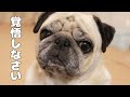 これからパグを飼いたい人必見！パグはこういう犬種です