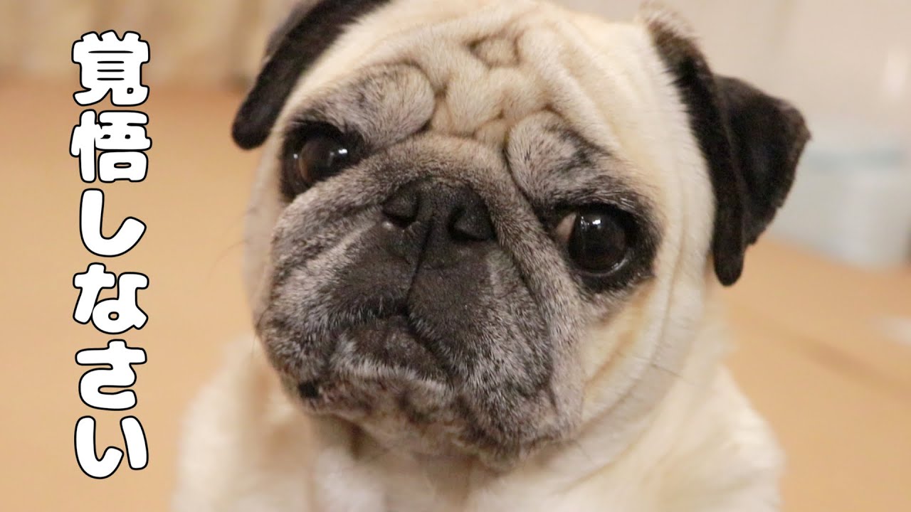これからパグを飼いたい人必見！パグはこういう犬種です - YouTube