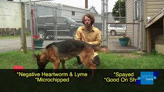 Hazleton Animal Shelter's Adopt Me 7/9/2018 - SSPTV News