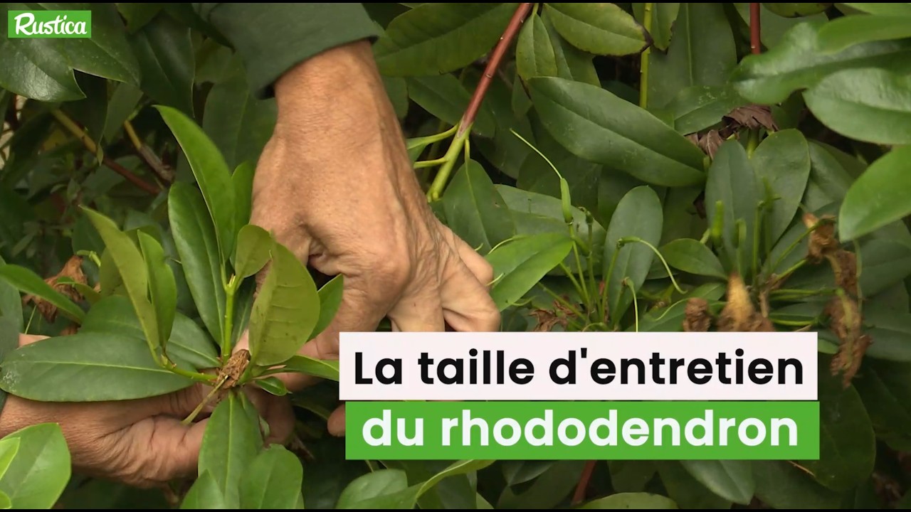 Rhododendron : quand et comment le tailler pour une floraison spectaculaire ?