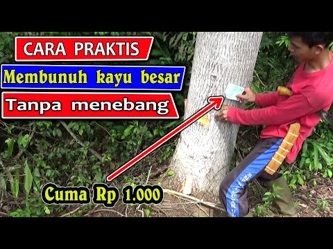 Cara mematikan pohon tanpa menebang - Cara membunuh pohon besar tanpa menebang  - mematikan pohon