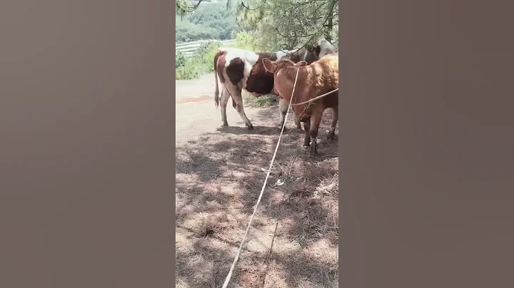 Veterinary staff, improved cows, improved cows 455