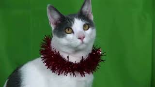Бременские Кошки "Holly Jolly Christmas"
