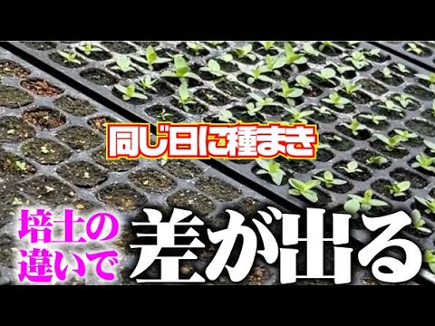 たかが培土されど培土】生育に大きな差がでました【スーパーミックスA